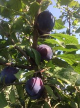 image (2)4